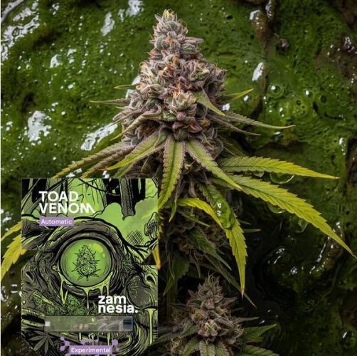 Toad Venom Auto. Week 0