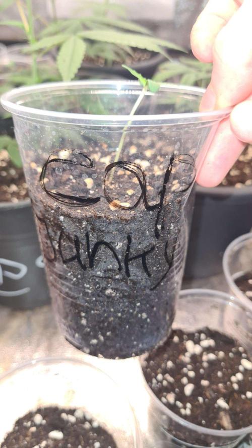 Cap Junky Auto. Week 1