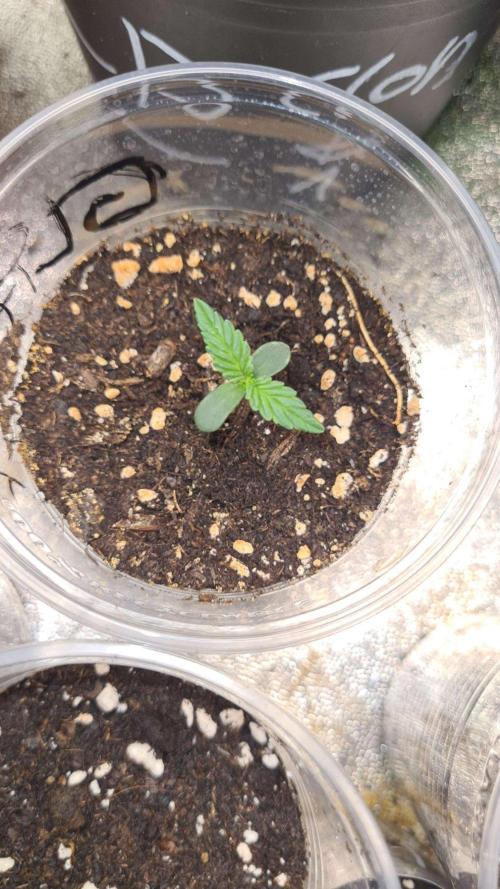 Glitter Bomb Auto (Zamnesia Seeds). Week 1