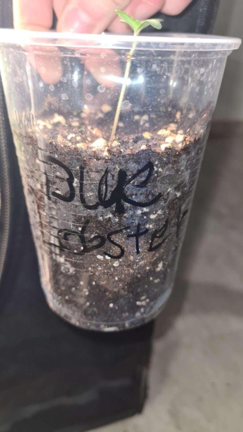 Blue Lobster Auto (Zamnesia Seeds). Week 1