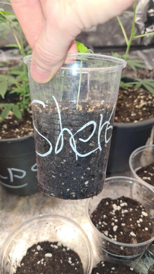 Sunset Sherbet Automatic (Zamnesia Seeds. Week 1