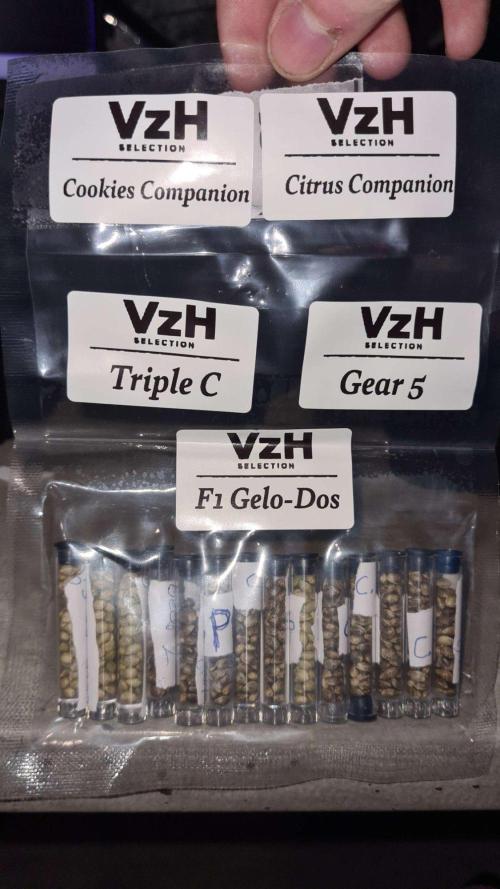 VzH / Gear 5. Week 0