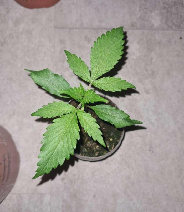 VzH / Key Lime. Week 2