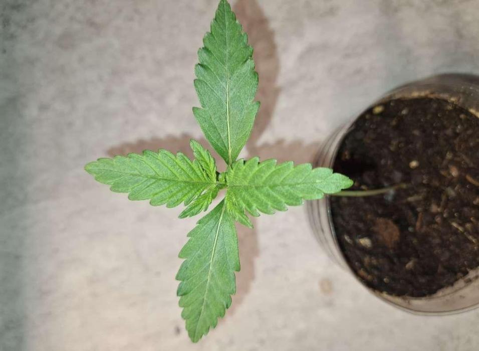 VzH / Key Lime. Week 1