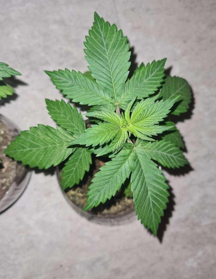 VzH / Key Lime. Week 3