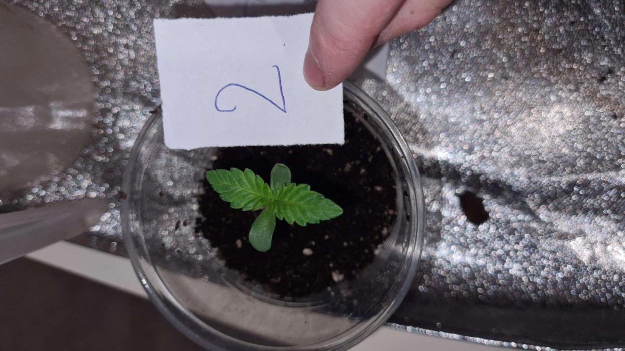 VzH / Cookies Companion. Week 1