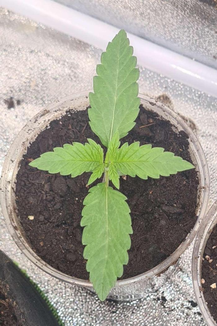 VzH / Cookies Companion. Week 2