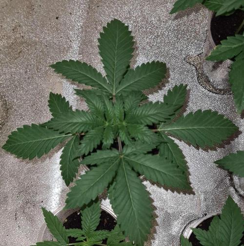 VzH / Cookies Companion. Week 3