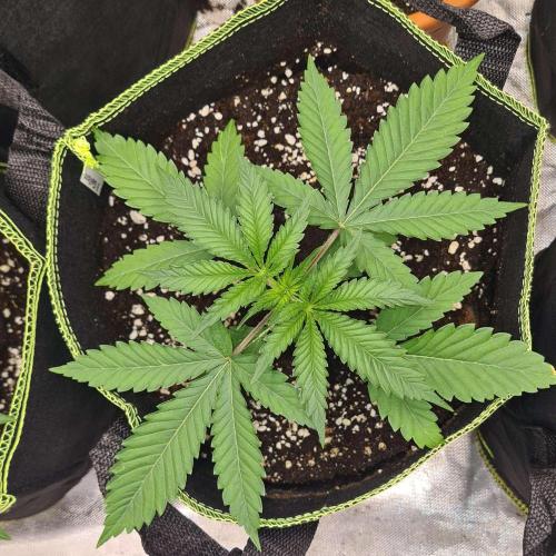 VzH / Cookies Companion. Week 3