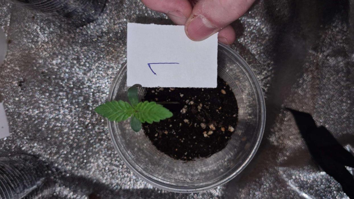 VzH / Citrus Companion. Week 1