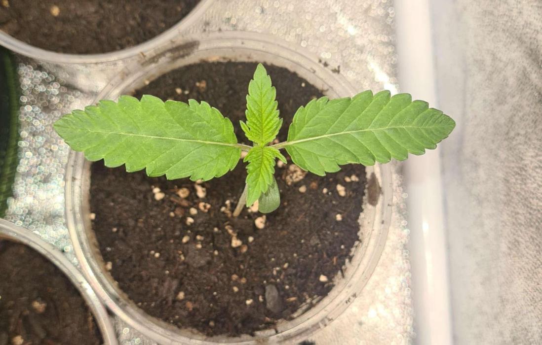 VzH / Citrus Companion. Week 2