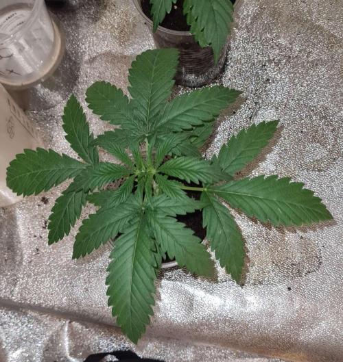 VzH / Citrus Companion. Week 3