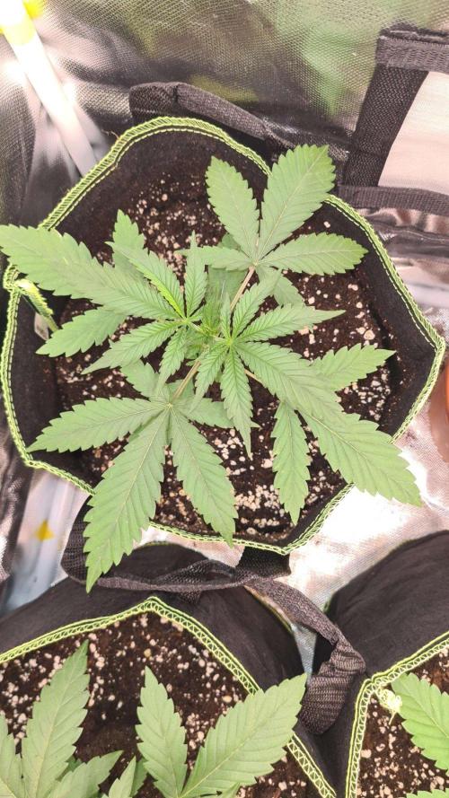 VzH / Citrus Companion. Week 3