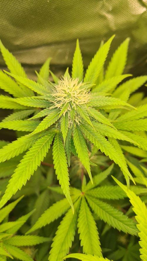 VzH / Citrus Companion. Week 6