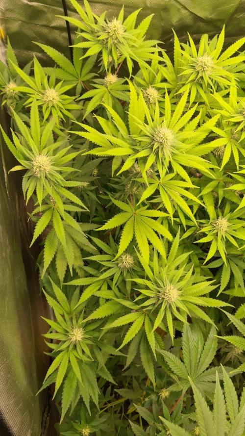 VzH / Citrus Companion. Week 6