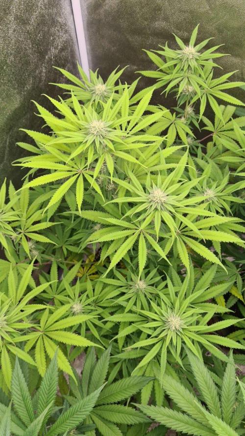 VzH / Cookies Companion. Week 6