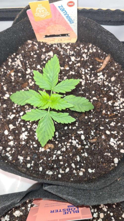 Sunset Sherbet Auto. Week 2