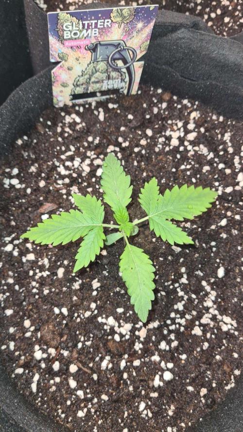 Glitter Bomb Auto (Zamnesia Seeds). Week 2
