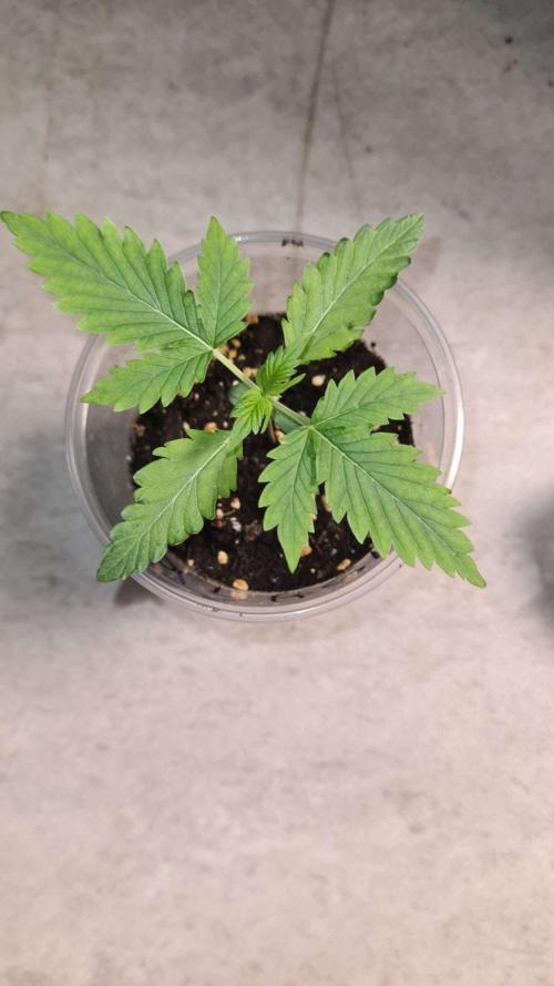 Glitter Bomb Auto (Zamnesia Seeds). Week 2