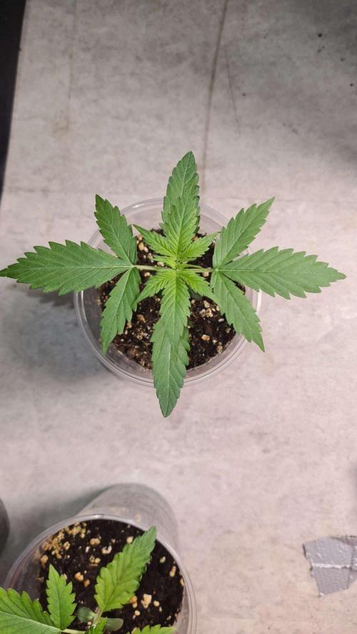Blue Lobster Auto (Zamnesia Seeds). Week 2