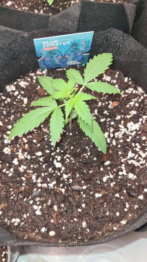 Blue Lobster Auto (Zamnesia Seeds). Week 2