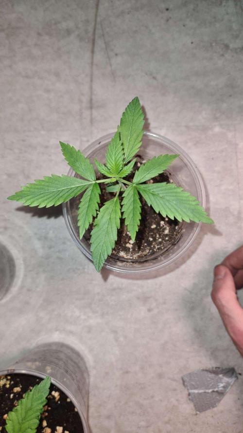 Toad Venom Auto  (Zamnesia Seeds). Week 2
