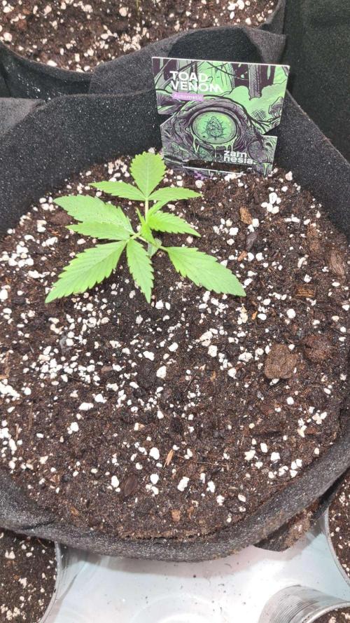 Toad Venom Auto  (Zamnesia Seeds). Week 2