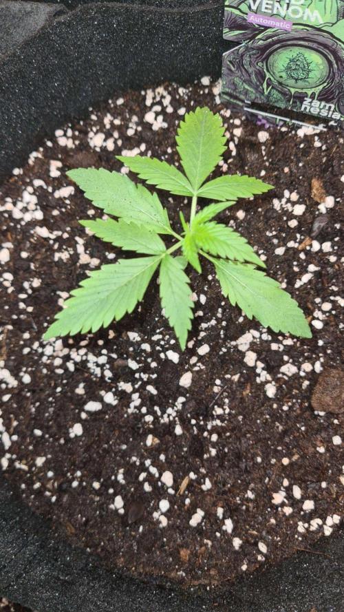 Toad Venom Auto  (Zamnesia Seeds). Week 2