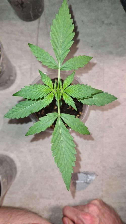 Cap Junky Auto (Zamnesia Seeds). Week 2