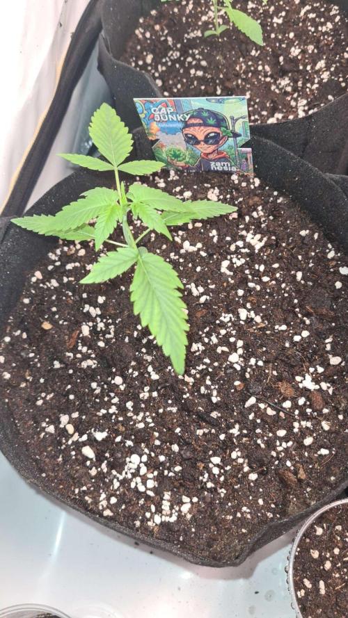 Cap Junky Auto (Zamnesia Seeds). Week 2