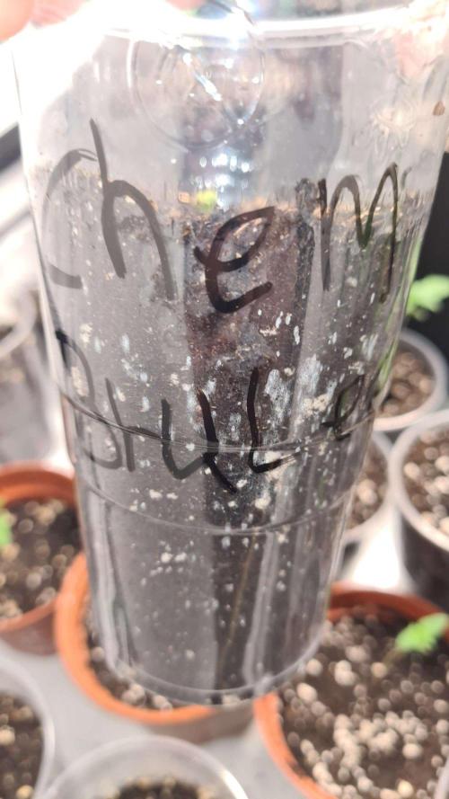 Chem Brulee Auto (Zamnesia Seeds). Week 1
