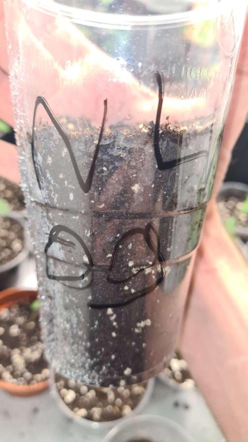 Northern Lights OG Auto (Zamnesia Seeds). Week 1