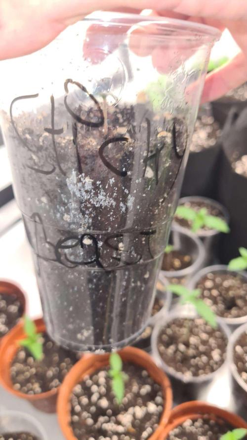 Sticky Beast Auto (Zamnesia Seeds). Week 1