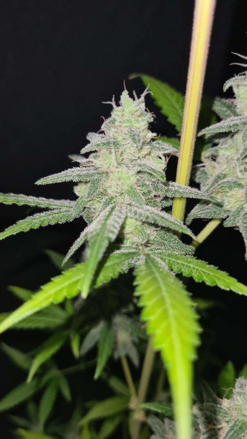 VzH / Gear 5. Week 10 - pheno # 1