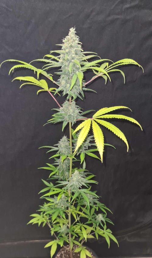 VzH / Gear 5. Week 10 - pheno # 1