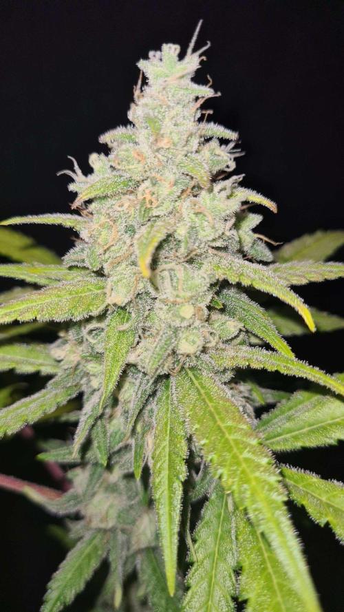 VzH / Gear 5. Week 10 - pheno # 1