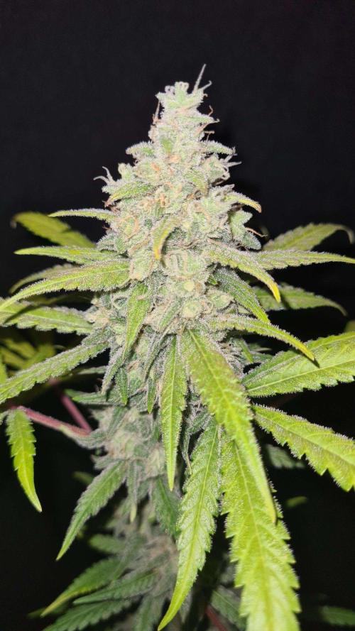 VzH / Gear 5. Week 10 - pheno # 1