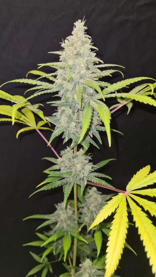 VzH / Gear 5. Week 10 - pheno # 1