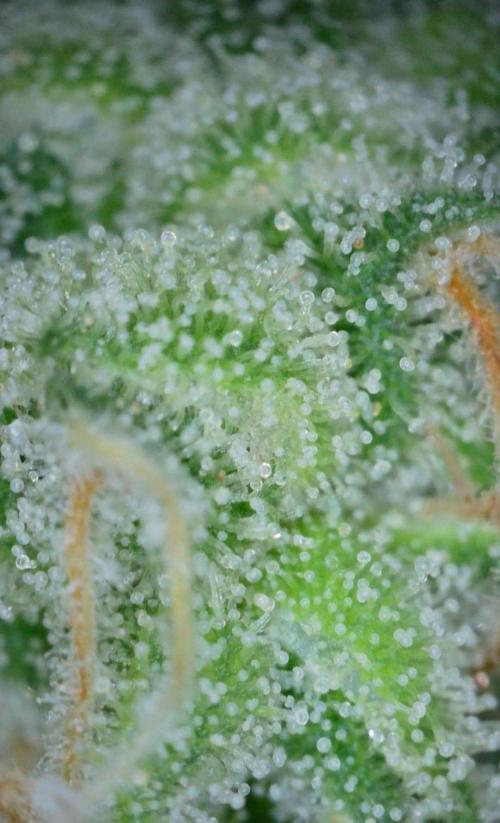 VzH / Gear 5. Week 10 - pheno # 1