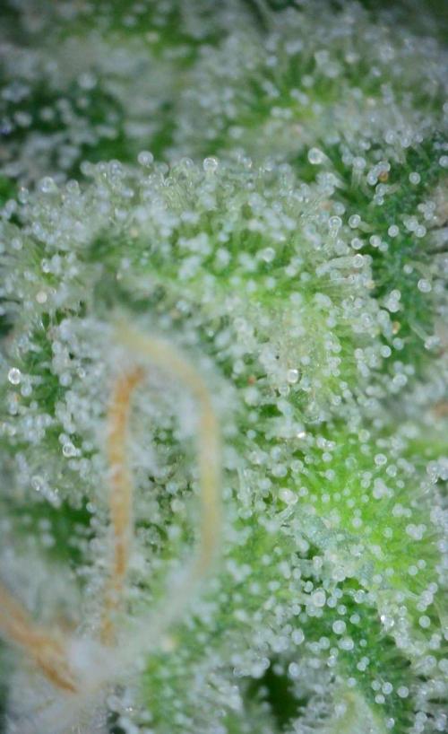 VzH / Gear 5. Week 10 - pheno # 1