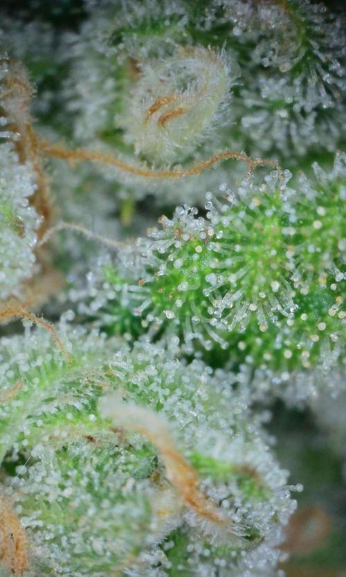 VzH / Gear 5. Week 10 - pheno # 1