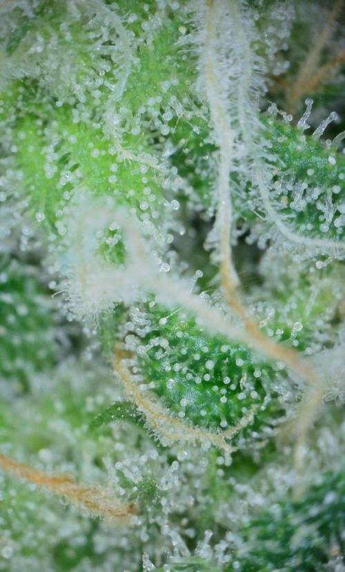 VzH / Gear 5. Week 10 - pheno # 1