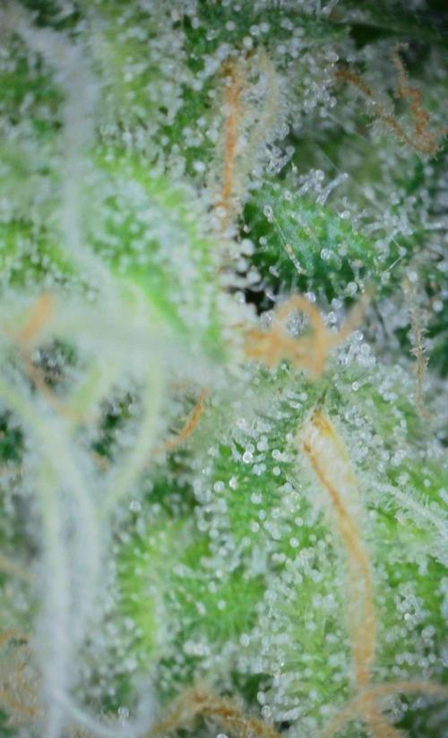 VzH / Gear 5. Week 10 - pheno # 1