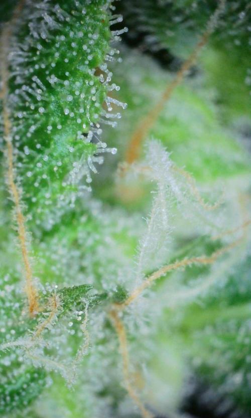 VzH / Gear 5. Week 10 - pheno # 1