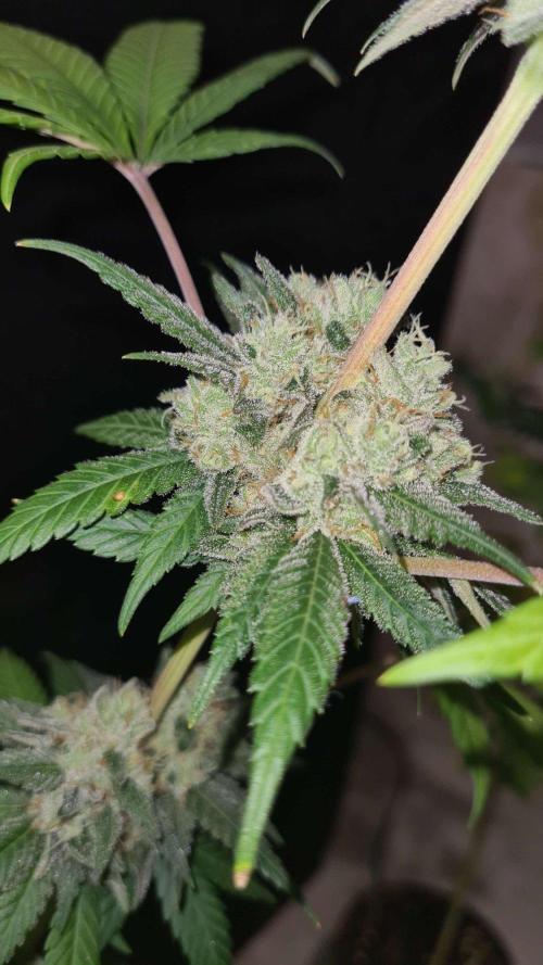 VzH / Gear 5. Week 10 - pheno # 2