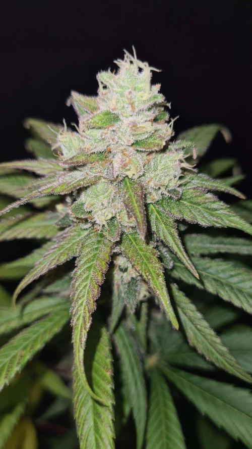 VzH / Gear 5. Week 10 - pheno # 2