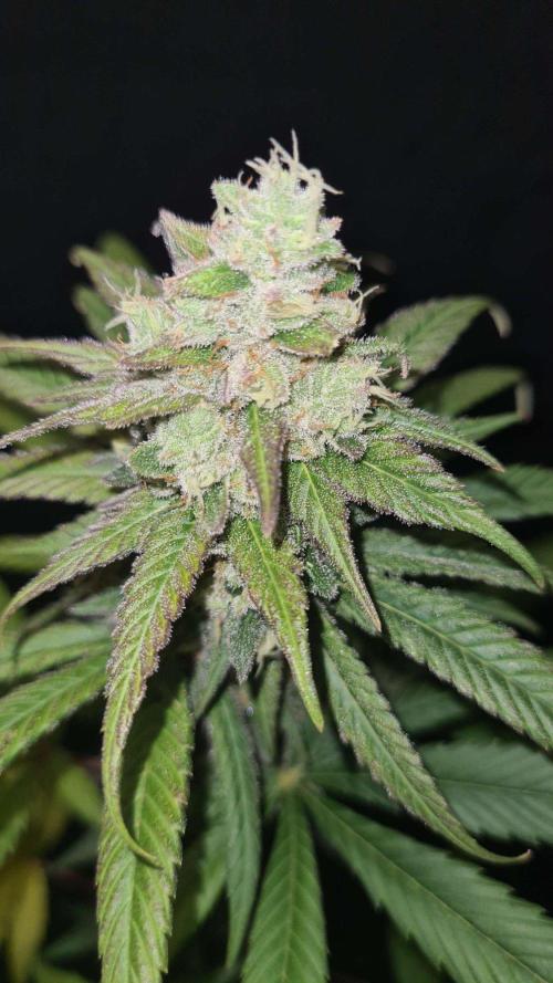 VzH / Gear 5. Week 10 - pheno # 2