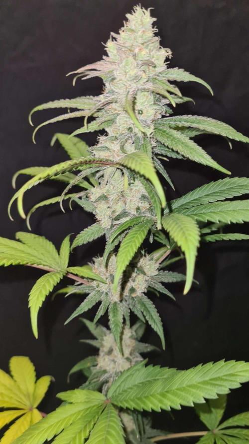 VzH / Gear 5. Week 10 - pheno # 2
