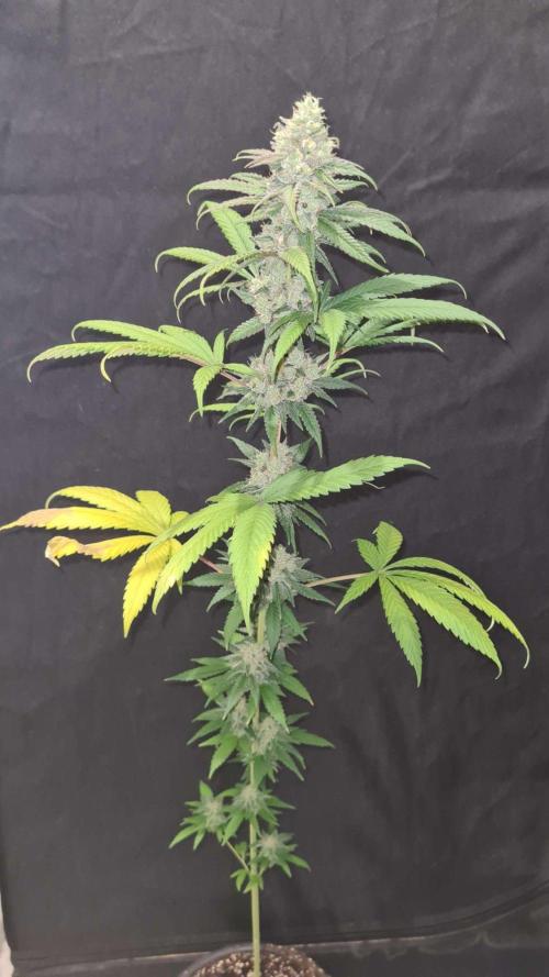 VzH / Gear 5. Week 10 - pheno # 2