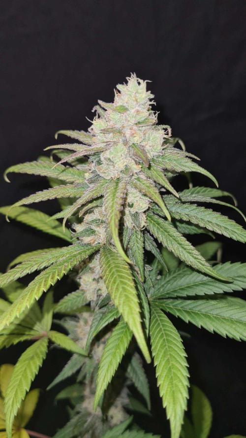 VzH / Gear 5. Week 10 - pheno # 2